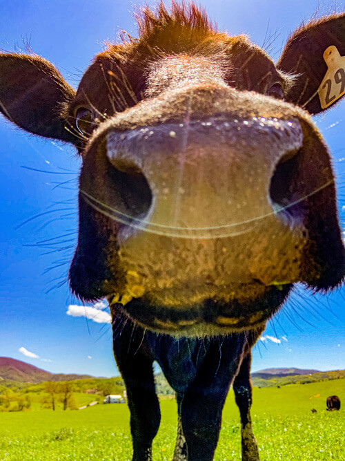 curious-cow-in-the-field-2025-03-11-14-11-48-utc (1) (1)