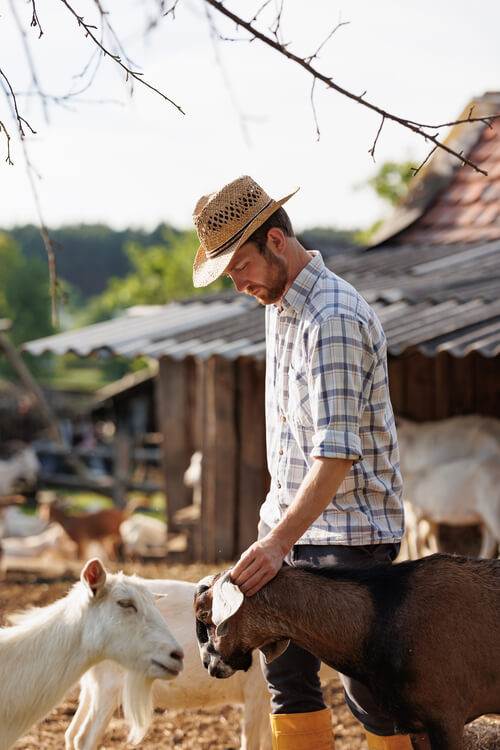 male-farmer-taking-care-of-his-cute-goats-young-r-2024-12-04-15-40-28-utc (1) (1)
