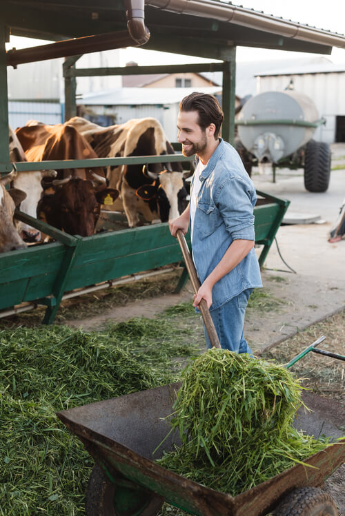 young-farmer-smiling-while-stacking-hay-near-cows-2024-11-09-10-51-25-utc (1) (1)